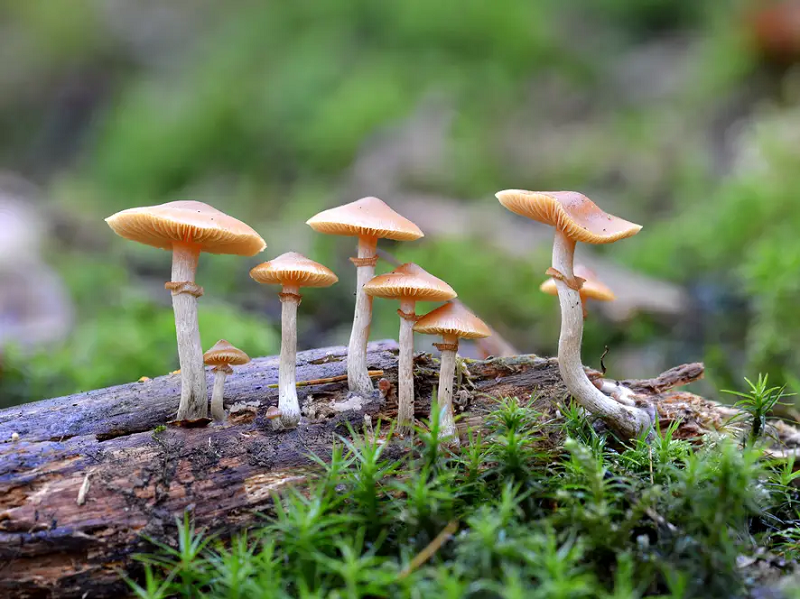 Psilocybin – What is being called a miracle for depression and anxiety has started the new Cannabis Wave